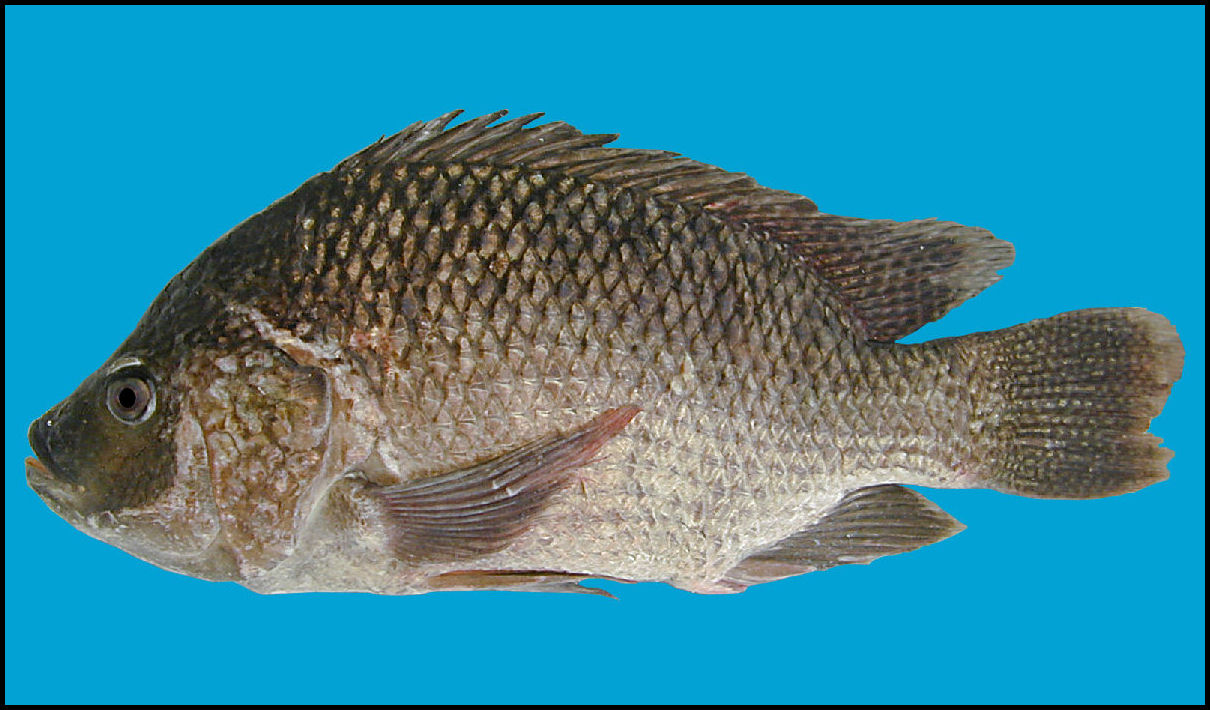 blue tilapia Oreochromis aureus